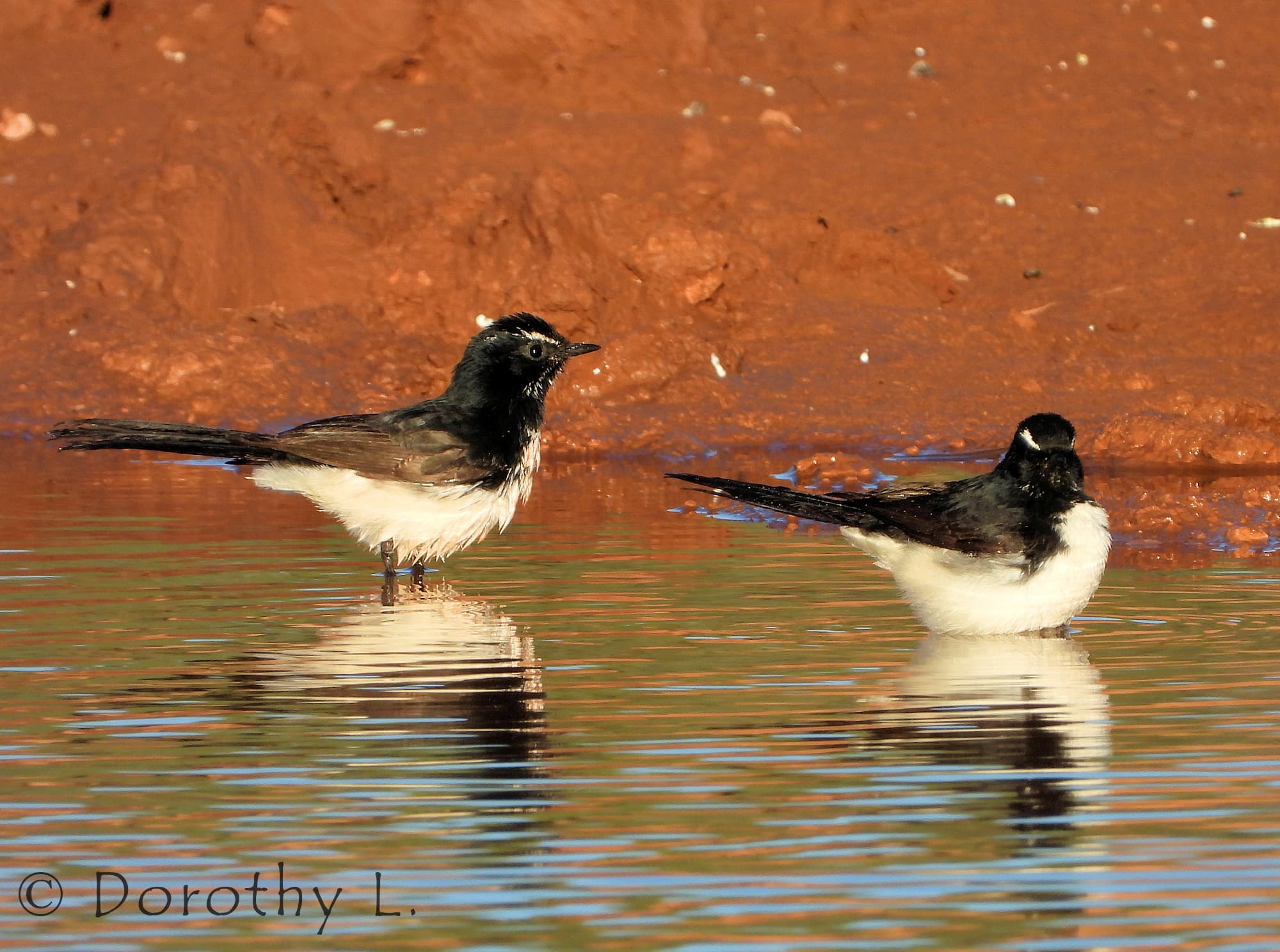Willy Wagtail (Rhipidura leucophrys)