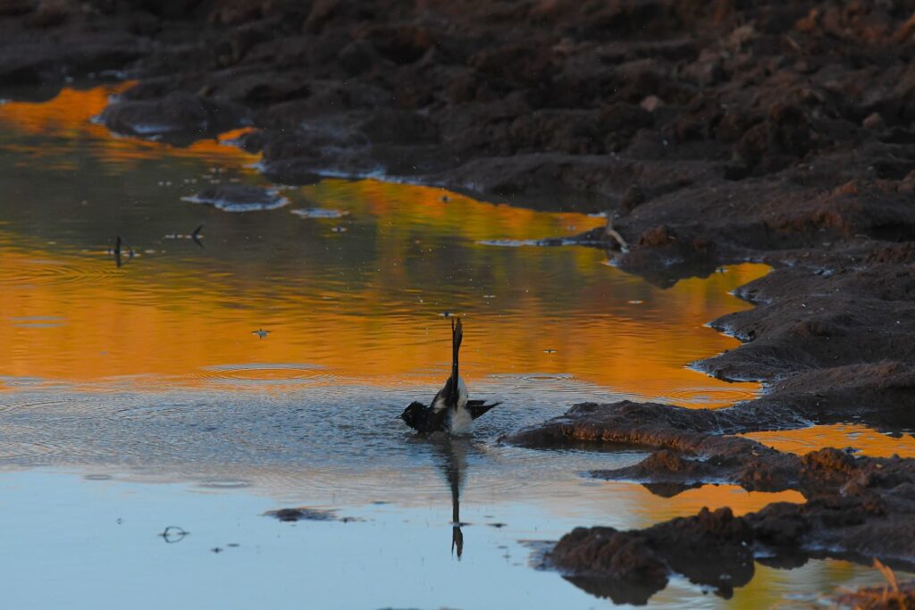 Willy Wagtail, Santa Teresa NT © Dorothy Latimer