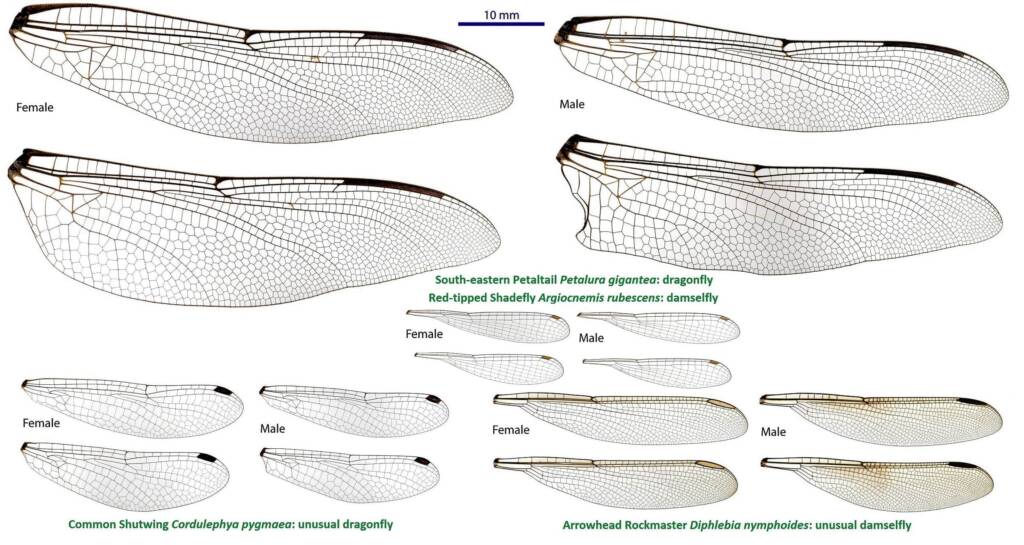 Wings Composite Petaltail Shadefly Shutwing Rockmaster, Source: John Tann, Wikipedia