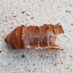 Witchetty Grub empty pupal case (shell), Alice Springs NT
