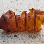 Witchetty Grub empty pupal case (shell), Alice Springs NT