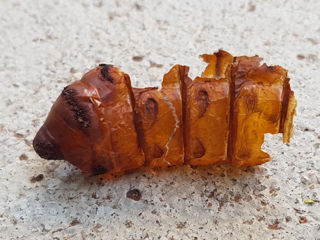 Witchetty Grub empty pupal case (shell), Alice Springs NT