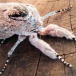 Witchetty Grub Cossid Moth (Endoxyla leucomochla)