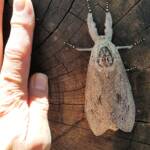 Witchetty Grub Cossid Moth (Endoxyla leucomochla)