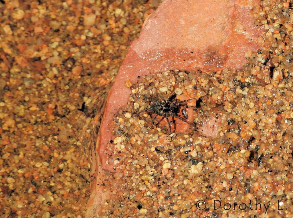 Wolf Spider (Venatrix arenaris), Simpsons Gap, NT