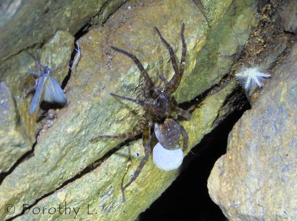 Wolf Spider (Venatrix arenaris), Simpsons Gap, NT