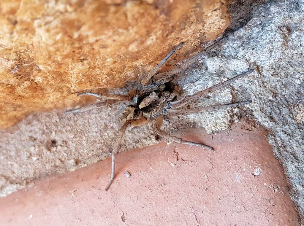 Wolf Spider (Allocosa sp), Alice Springs, NT