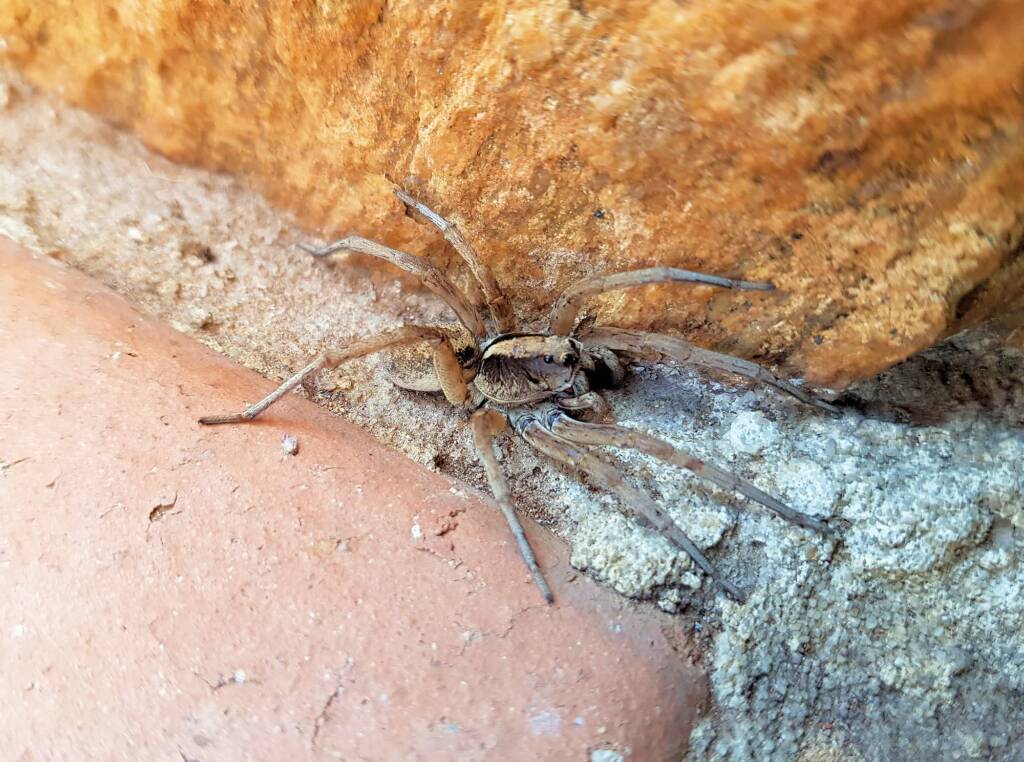 Wolf Spider (Allocosa sp), Alice Springs, NT