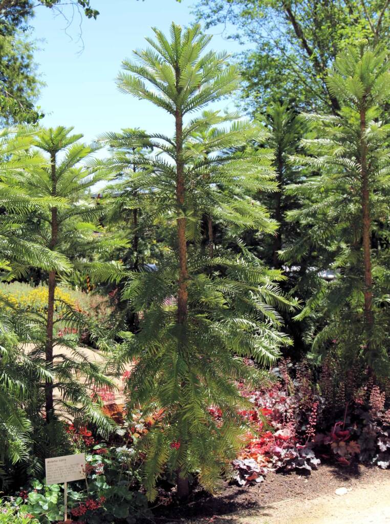 Wollemi Pine (Wollemia nobilis), Blue Mountains Botanic Garden NSW