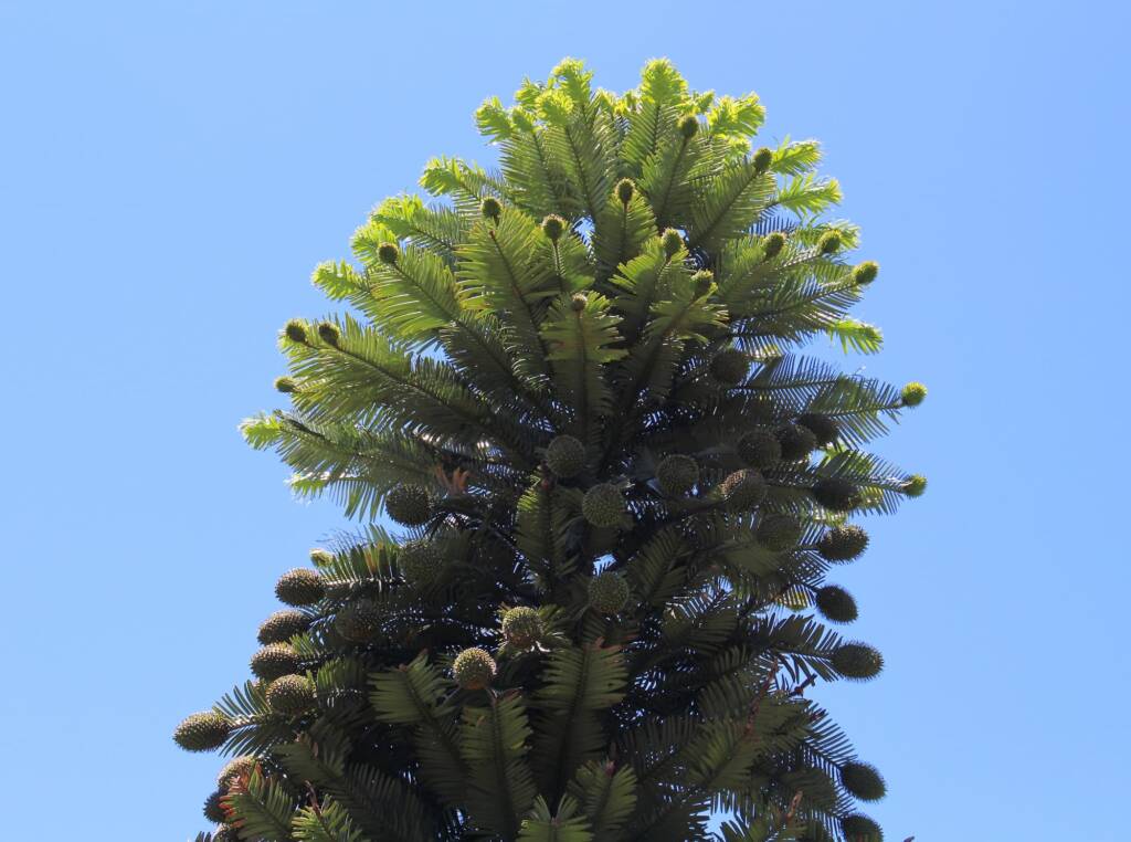 Wollemi Pine (Wollemia nobilis), Blue Mountains Botanic Garden NSW