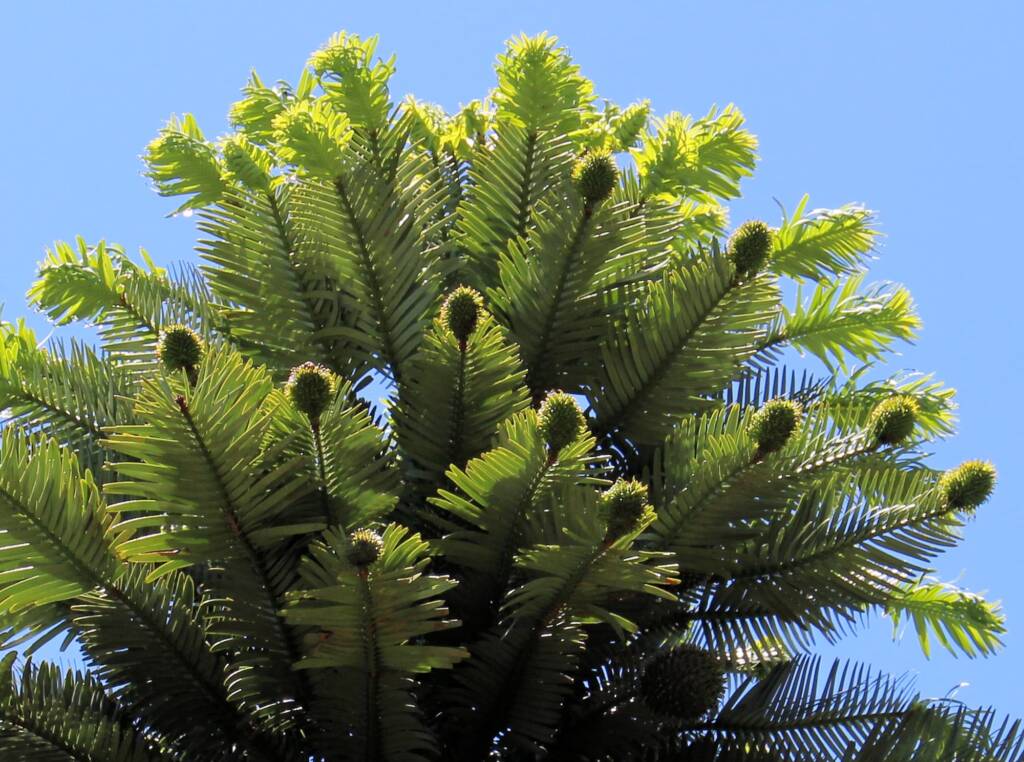 Wollemi Pine (Wollemia nobilis), Blue Mountains Botanic Garden NSW