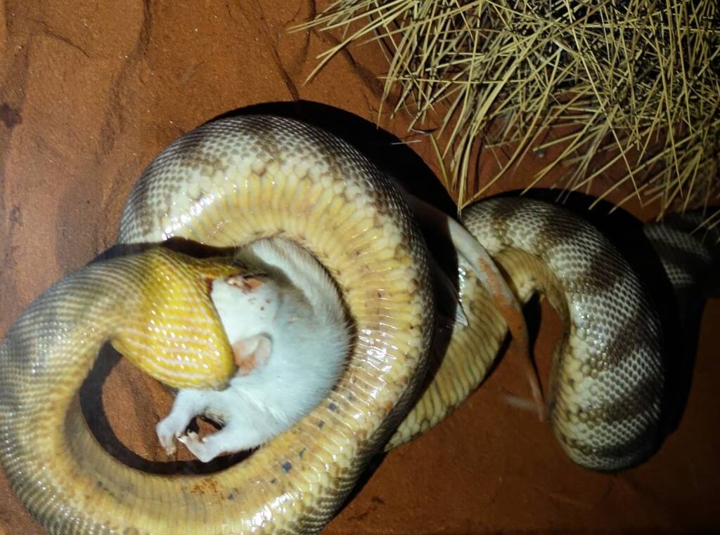 Woma Python (Aspidites ramsayi), Alice Springs Desert Park