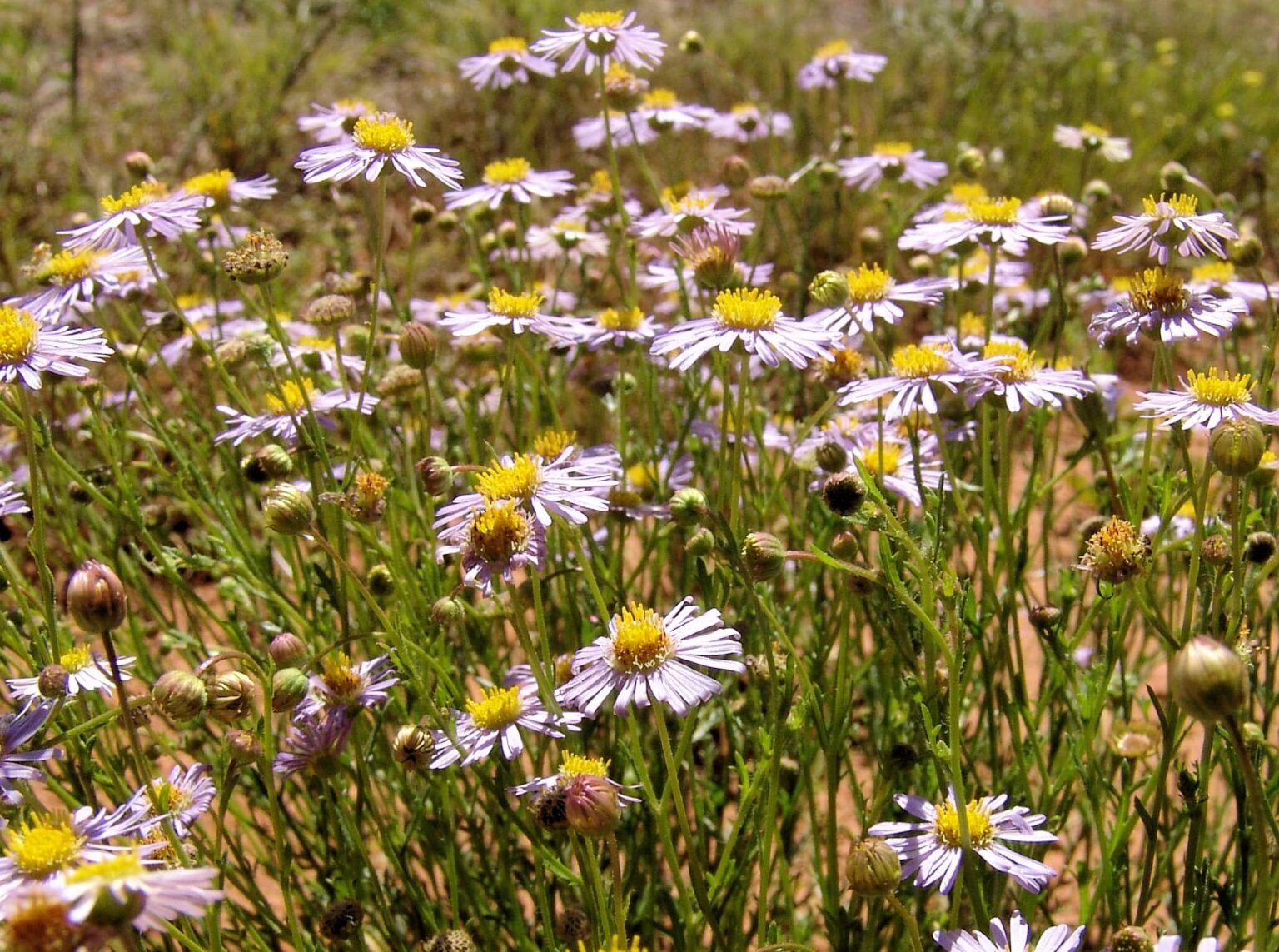 WoollyHeaded Burr Daisy Ausemade
