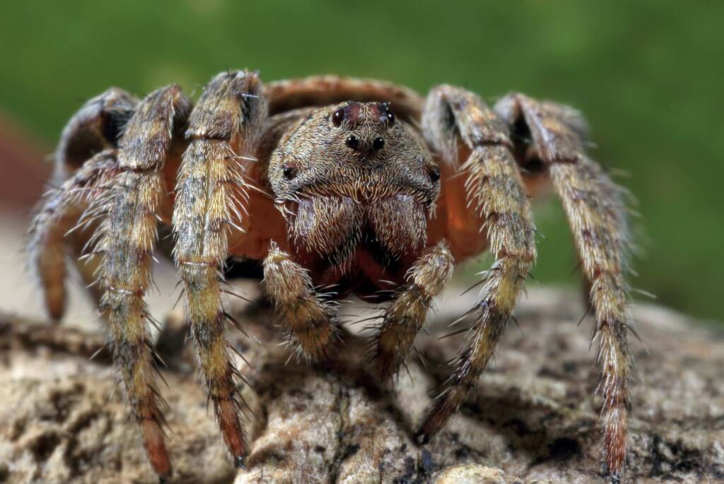 Male Wrap-around Spider (Dolophones) - Project Maratus, Woy Woy NSW © Michael Doe