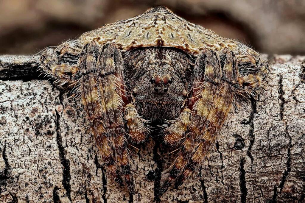 Wrap-around Spider (Dolophones) - Project Maratus, Central Coast NSW © Michael Doe