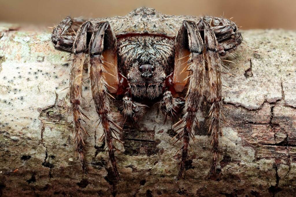 Wrap-around Spider (Dolophones) - Project Maratus, Central Coast NSW © Michael Doe