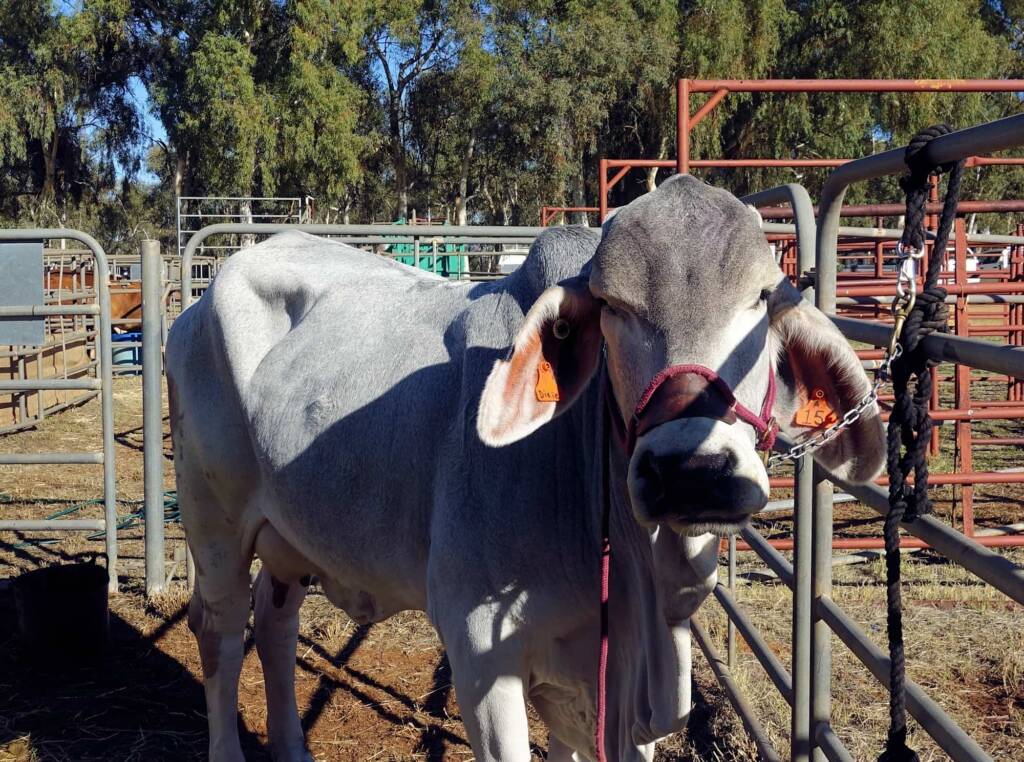 WTW Miss Dixie (DOB 16-04-20 Age 38 months), Alice Springs Show 2023