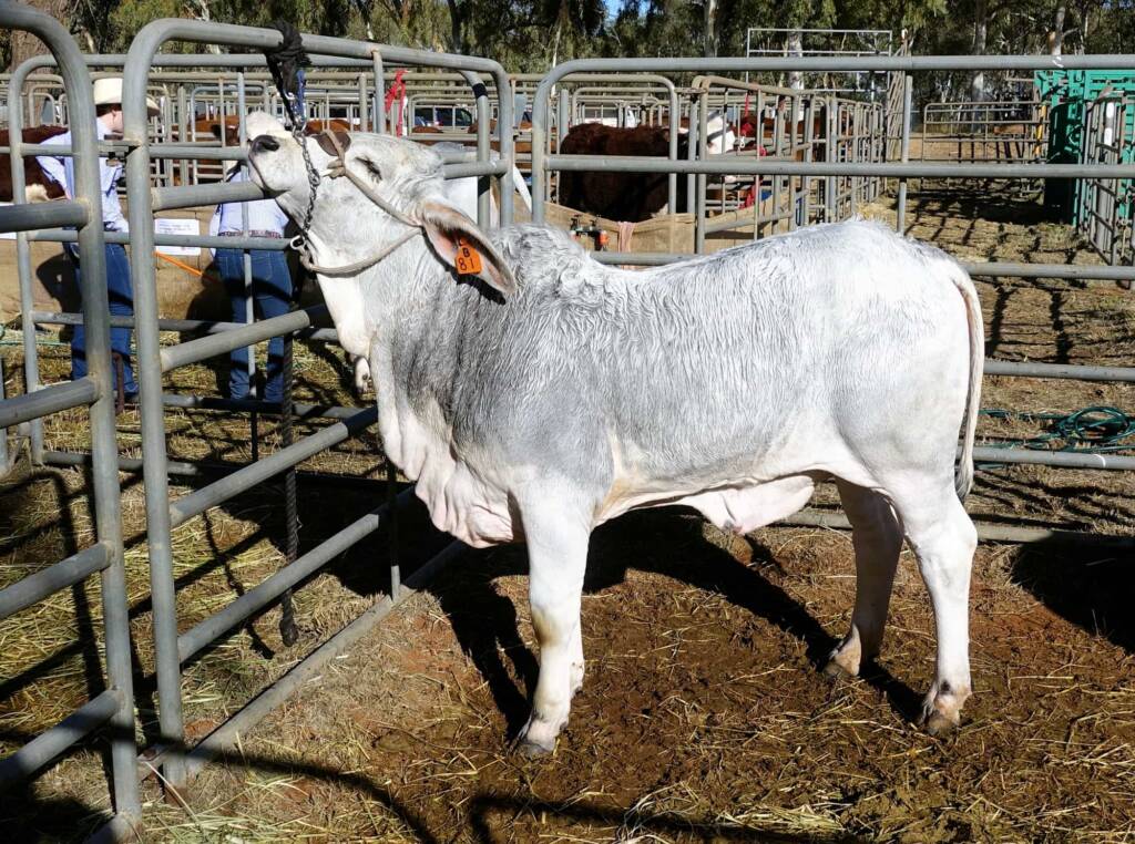 WTW Miss Grace (DOB 10-02-23 Age 4 months), Alice Springs Show 2023
