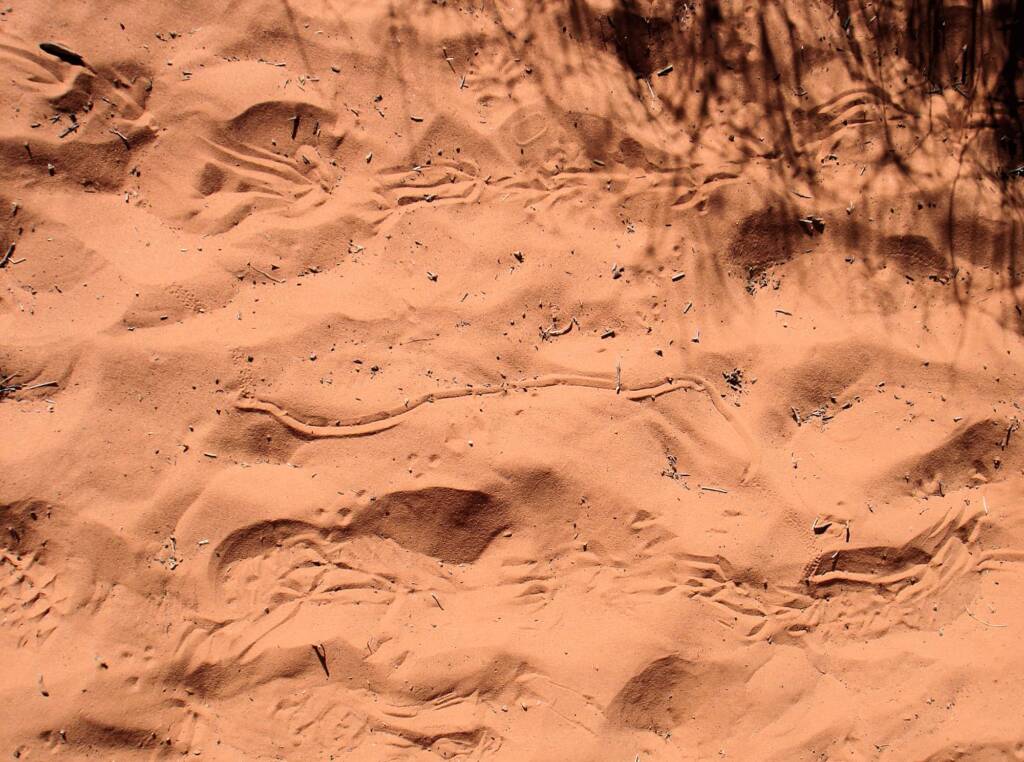 Wildlife tracks in the sand, Wurre / Rainbow Valley, NT
