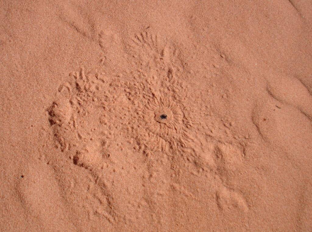 Wildlife tracks in the sand, Wurre / Rainbow Valley, NT