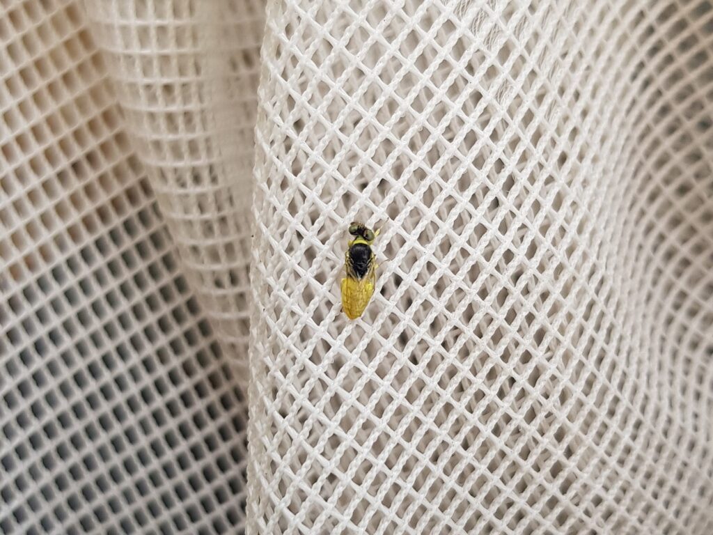 Xanthesma vittata, Alice Springs NT