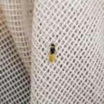 Xanthesma vittata, Alice Springs NT