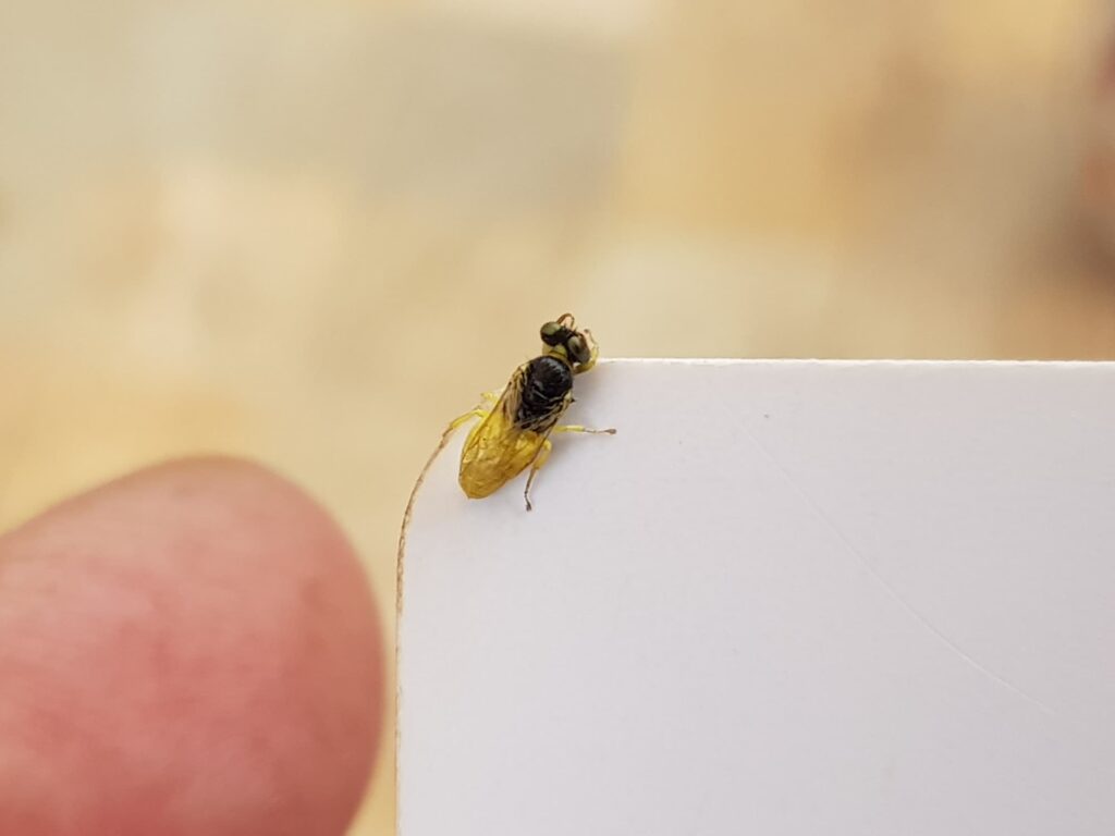 Xanthesma vittata, Alice Springs NT