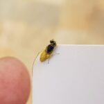 Xanthesma vittata, Alice Springs NT