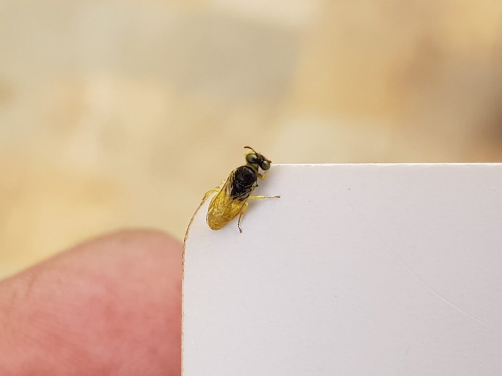 Xanthesma vittata, Alice Springs NT