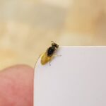 Xanthesma vittata, Alice Springs NT