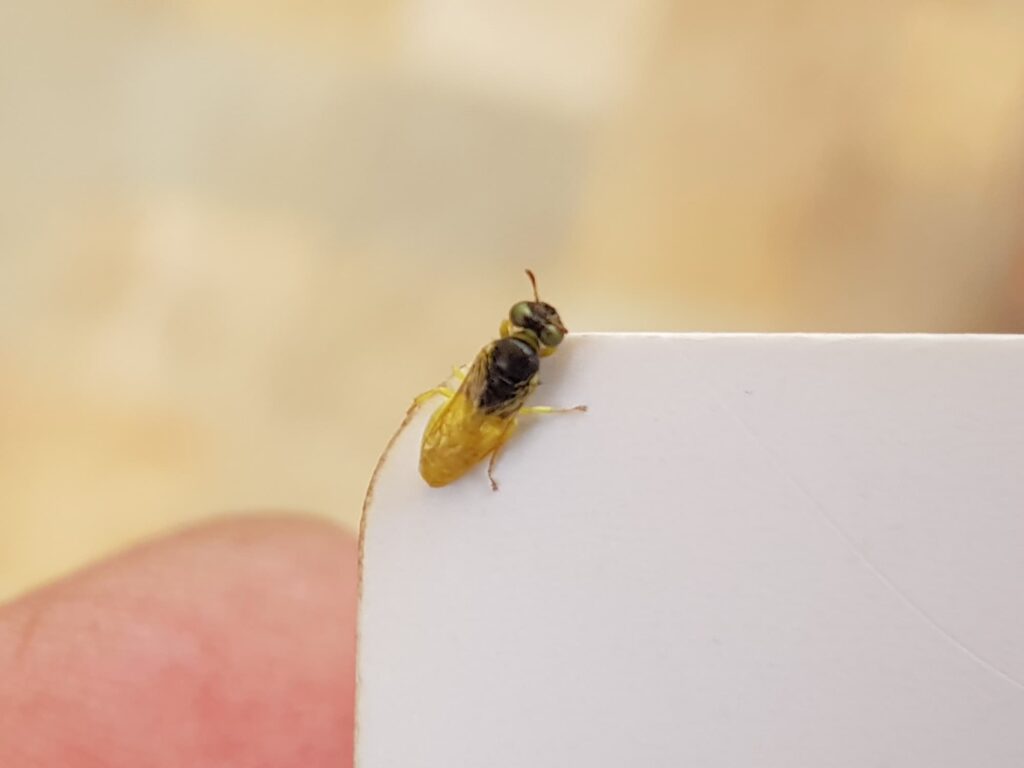 Xanthesma vittata, Alice Springs NT
