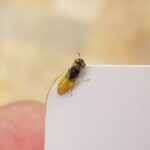 Xanthesma vittata, Alice Springs NT