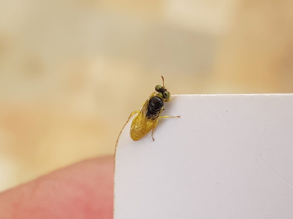 Xanthesma vittata, Alice Springs NT
