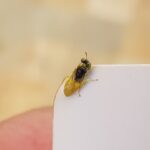 Xanthesma vittata, Alice Springs NT