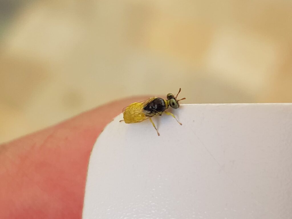 Xanthesma vittata, Alice Springs NT