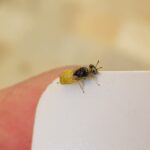 Xanthesma vittata, Alice Springs NT