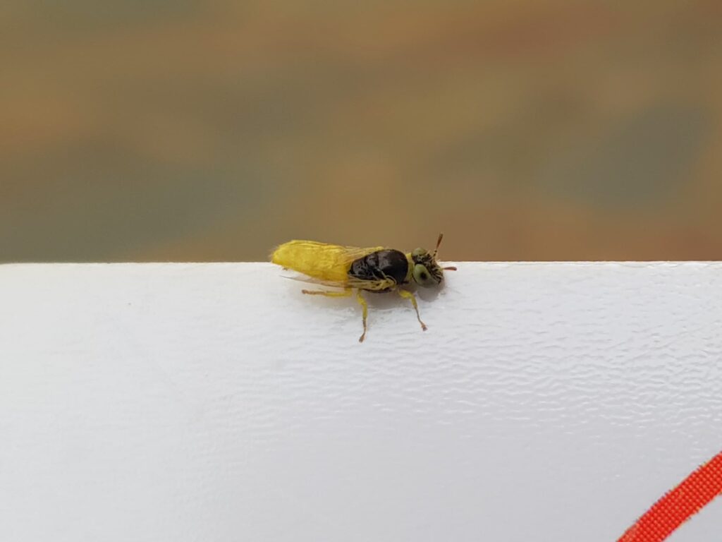 Xanthesma vittata, Alice Springs NT