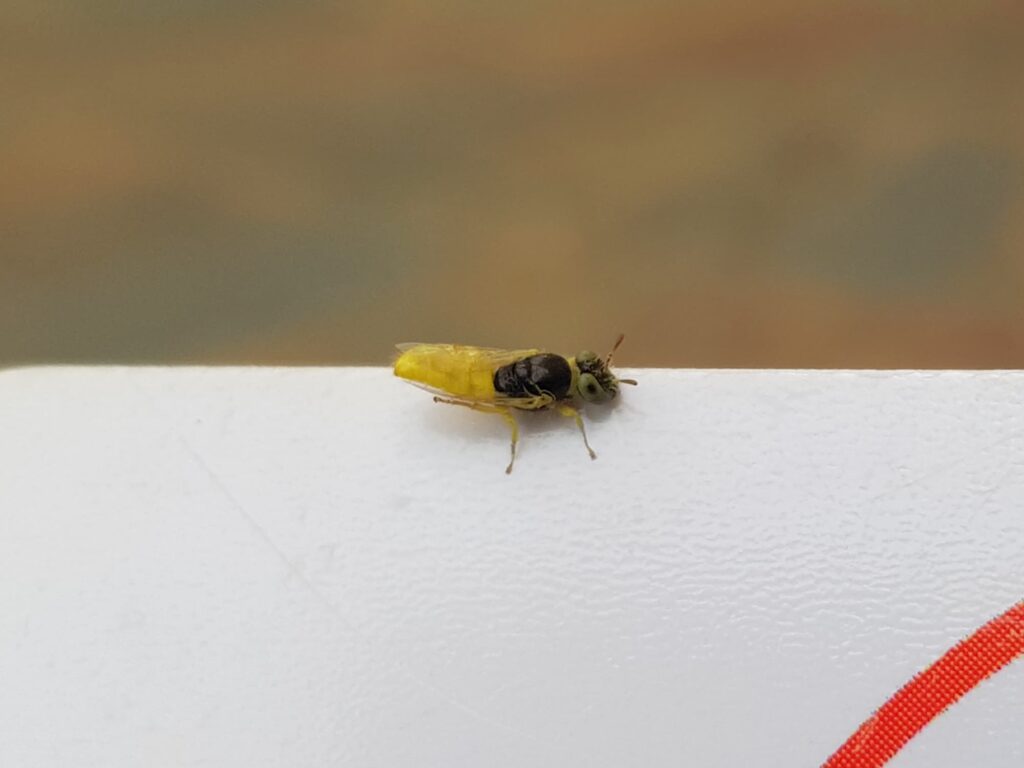 Xanthesma vittata, Alice Springs NT
