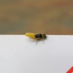 Xanthesma vittata, Alice Springs NT