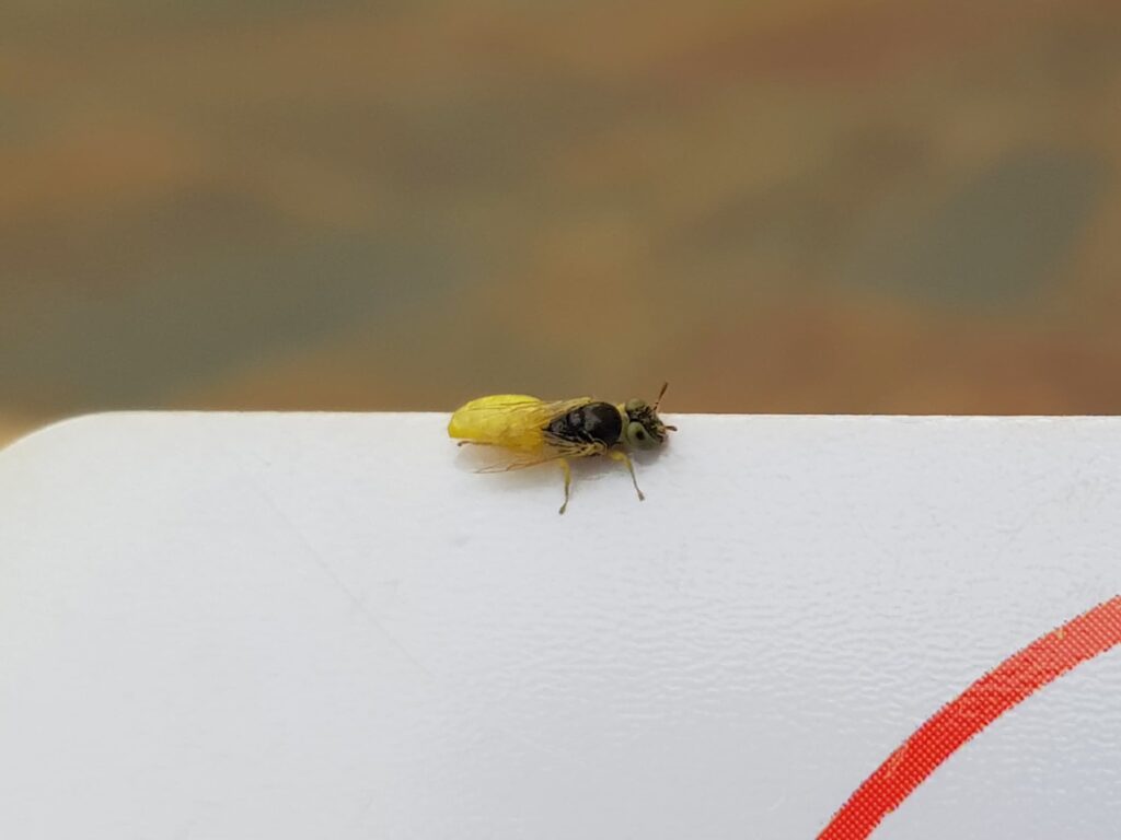 Xanthesma vittata, Alice Springs NT