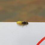 Xanthesma vittata, Alice Springs NT