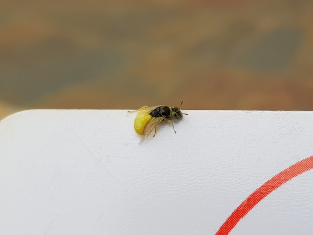 Xanthesma vittata, Alice Springs NT