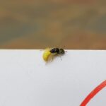 Xanthesma vittata, Alice Springs NT