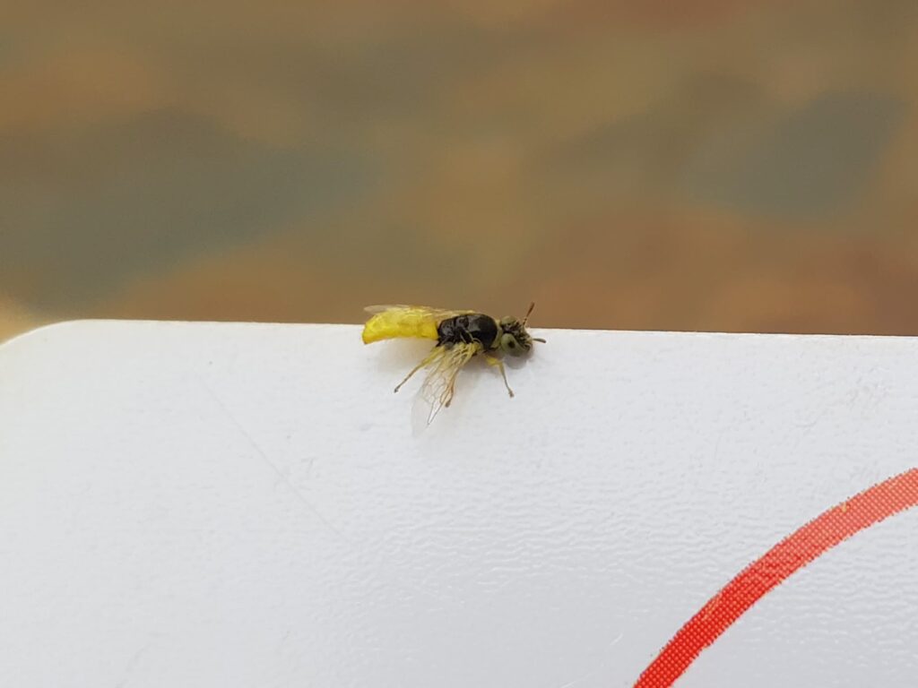 Xanthesma vittata, Alice Springs NT