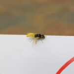 Xanthesma vittata, Alice Springs NT