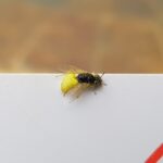 Xanthesma vittata, Alice Springs NT