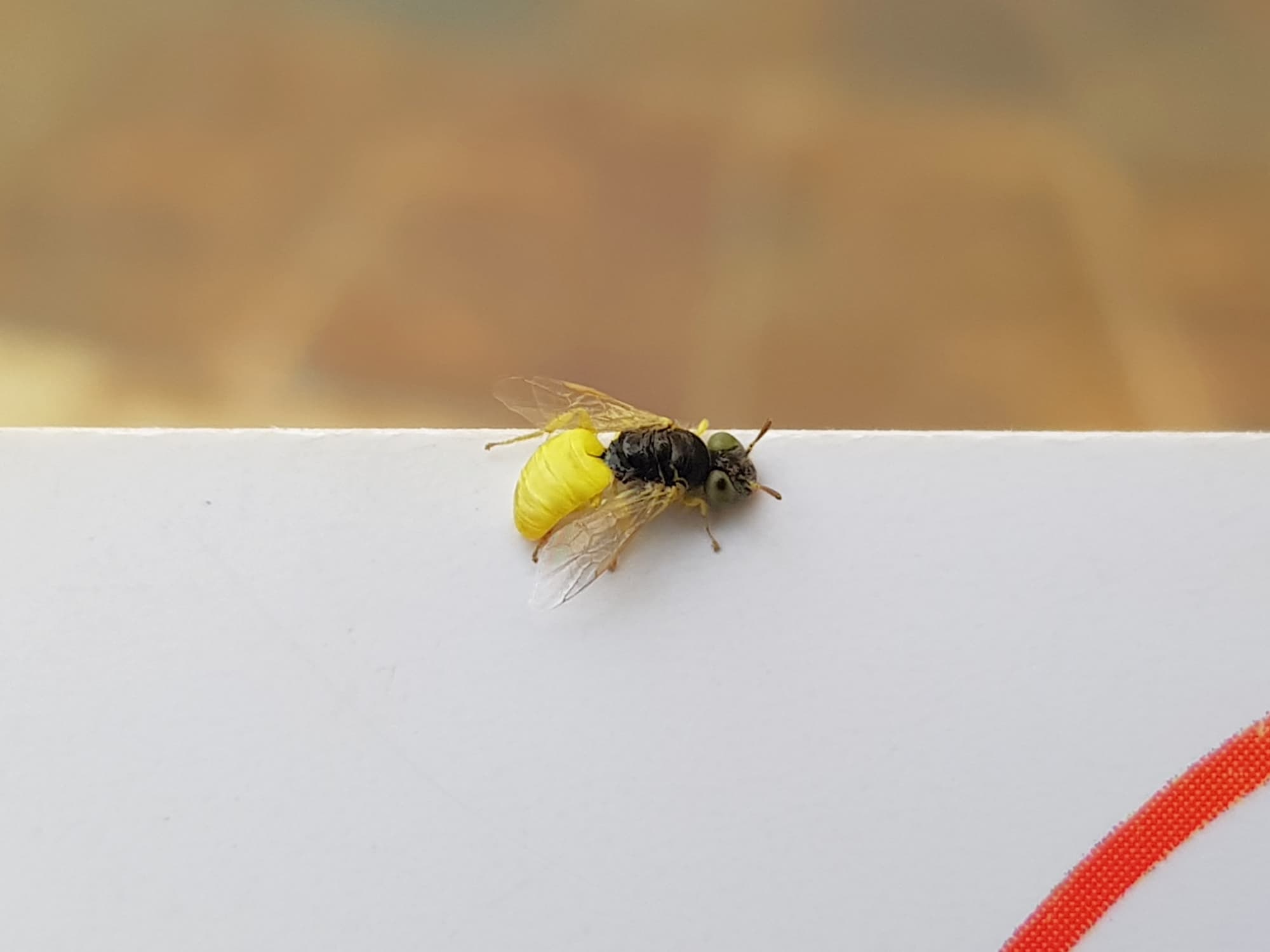 Xanthesma vittata, Alice Springs NT