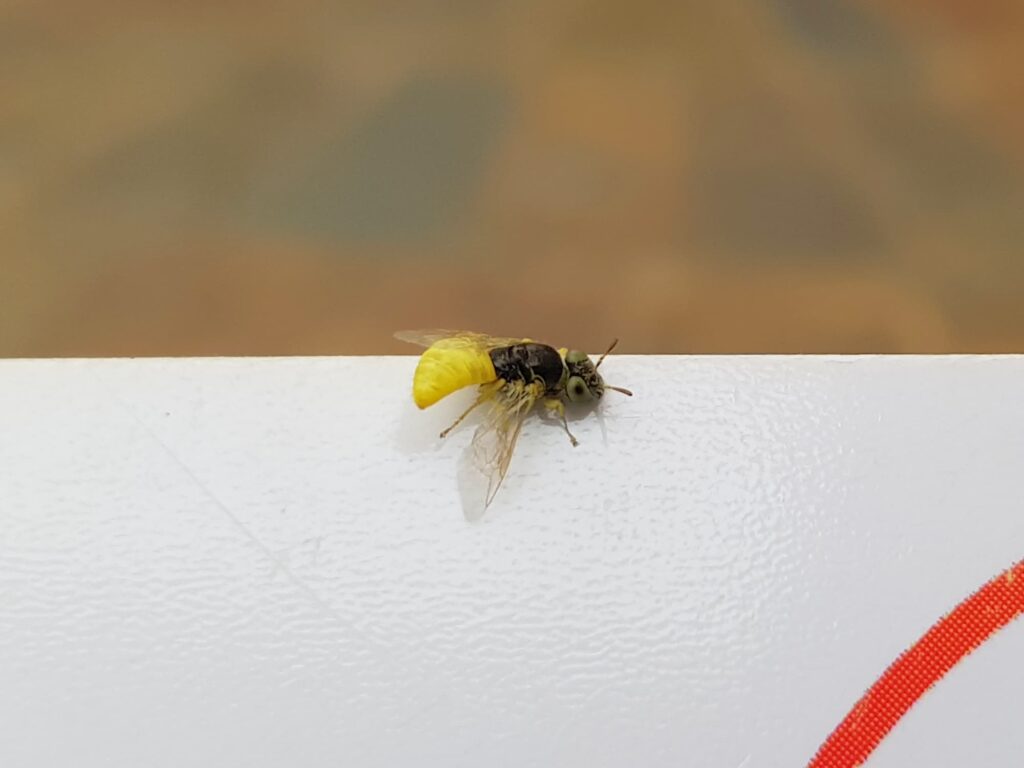 Xanthesma vittata, Alice Springs NT