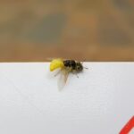 Xanthesma vittata, Alice Springs NT