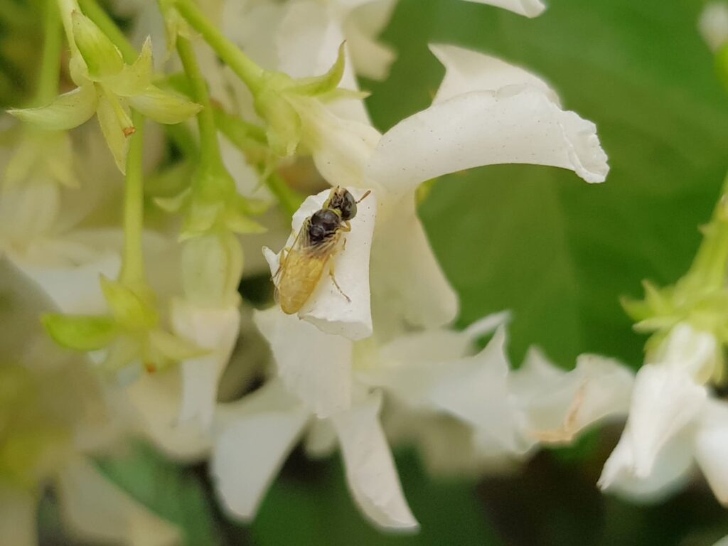 Xanthesma vittata, Alice Springs NT